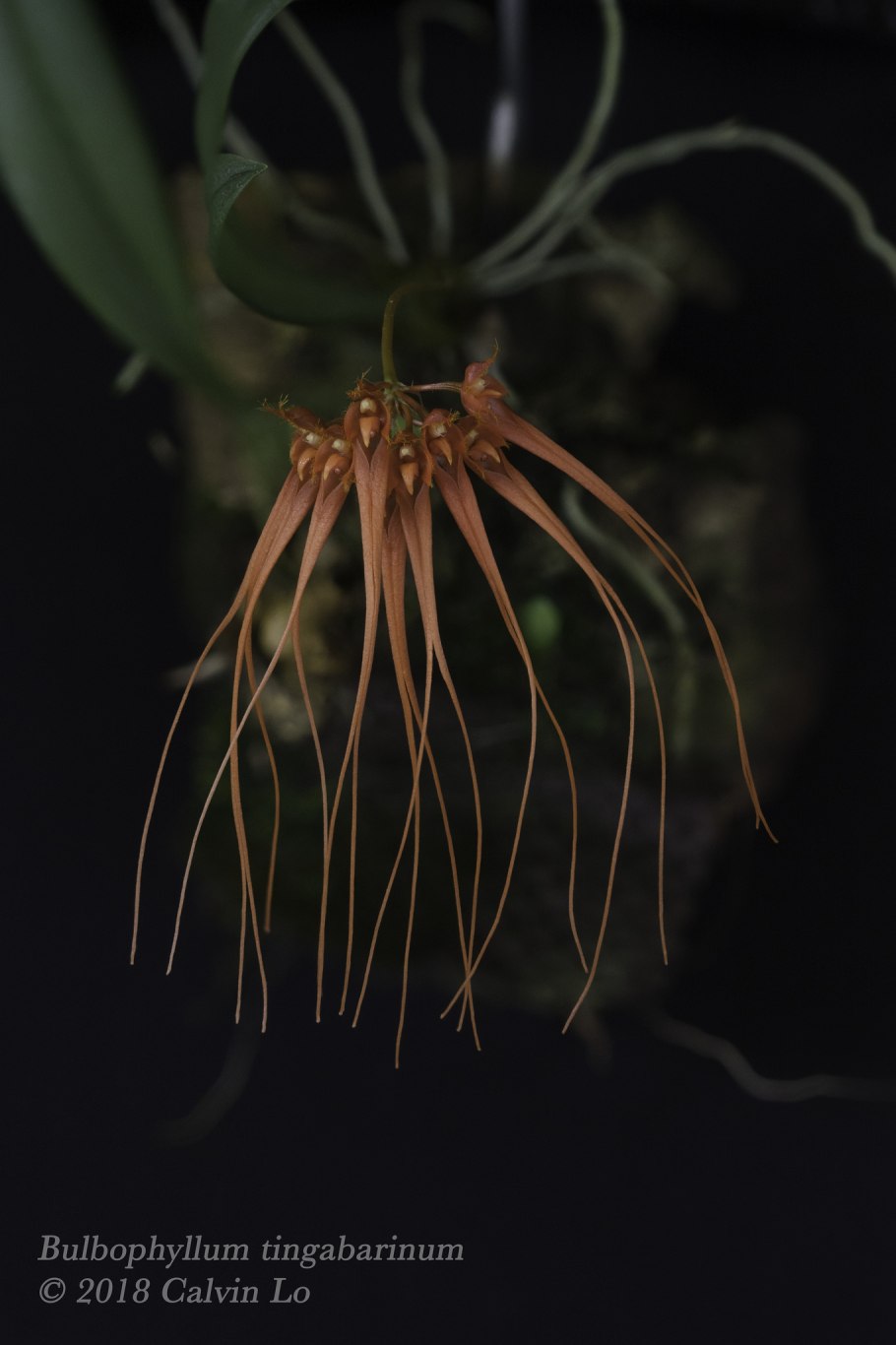 Bulbophyllum pectinatum
