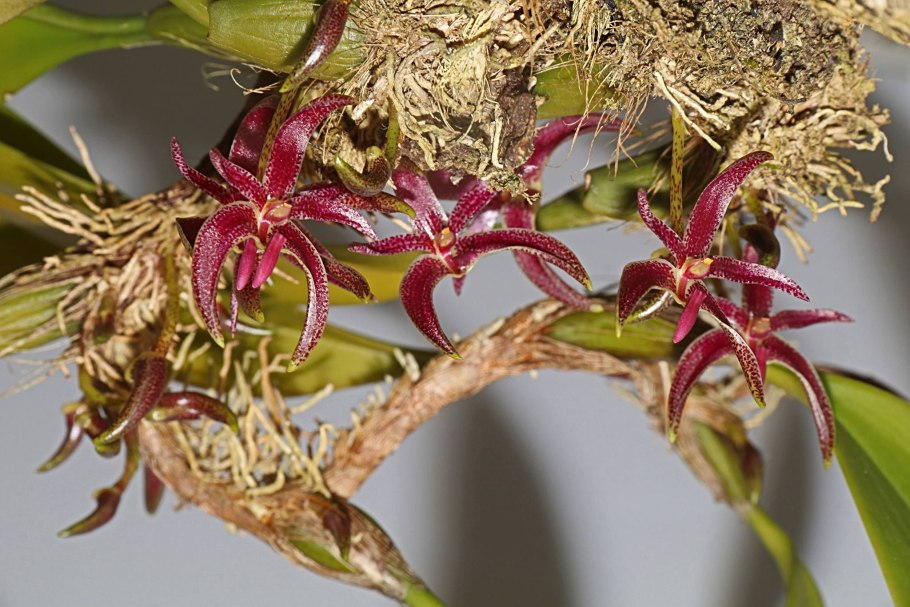 Bulbophyllum tremulum