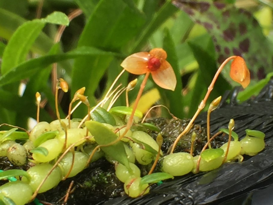 Bulb Phalaenopsis