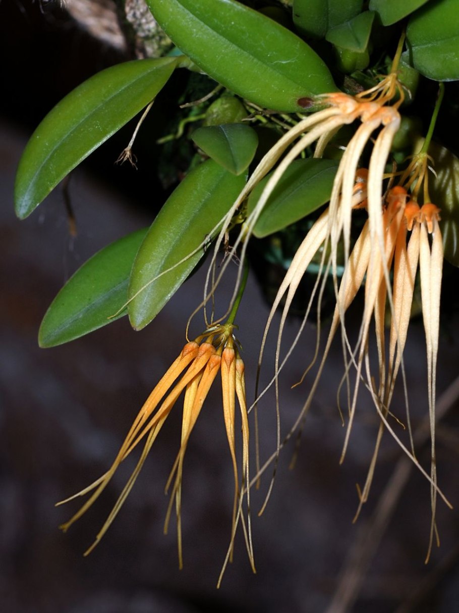Bulbophyllum catenulatum