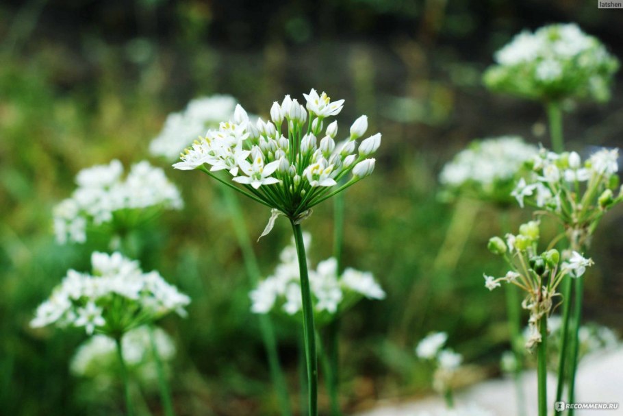 Джусай китайский лук