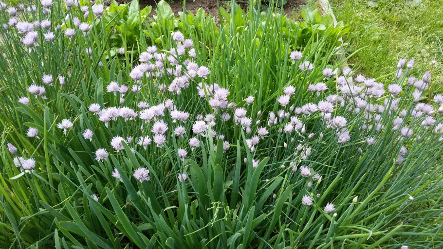 Черемша (Медвежий лук)