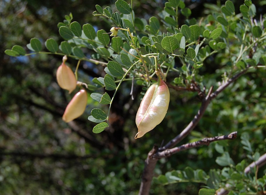 Colútea arborescens