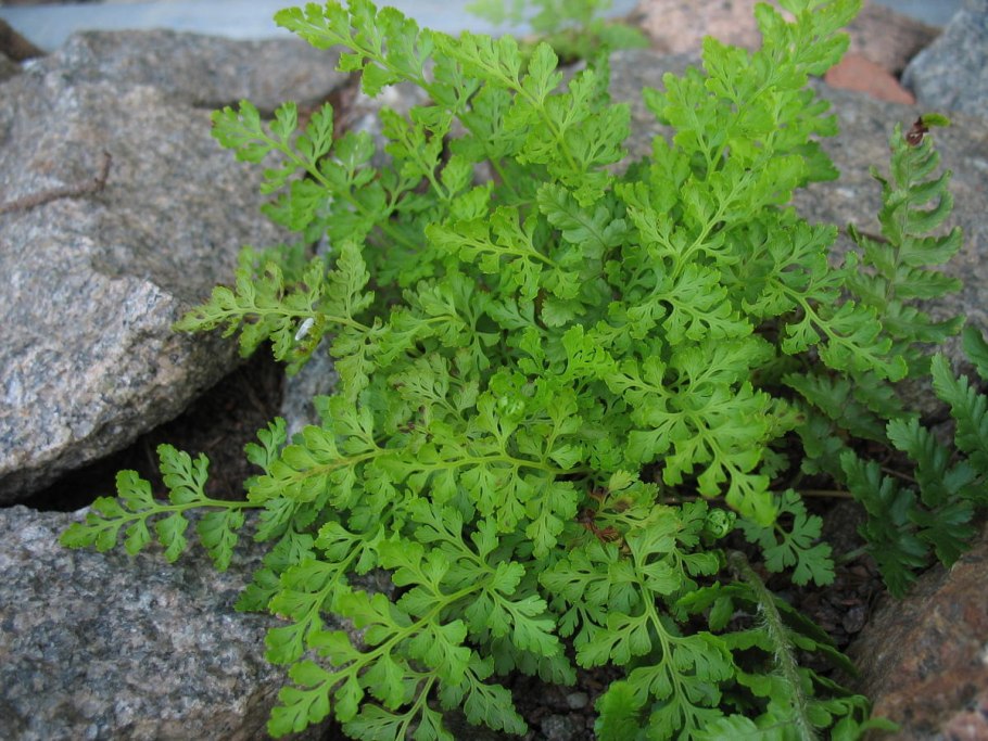 Пузырник древовидный папоротник