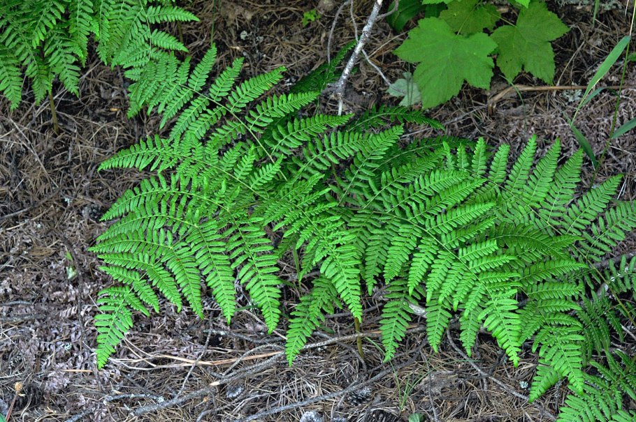 Пузырник горный