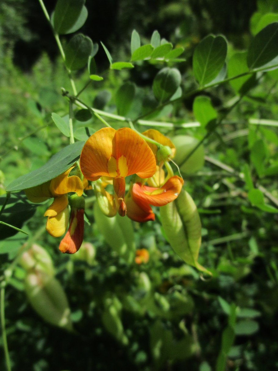 Diplazium esculentum