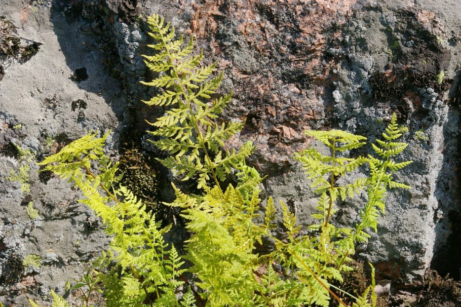 Папоротник Многорядник (Polystichum)