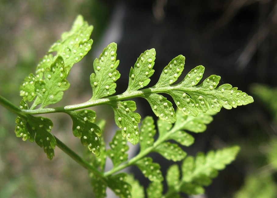 Папоротник пузырник ломкий