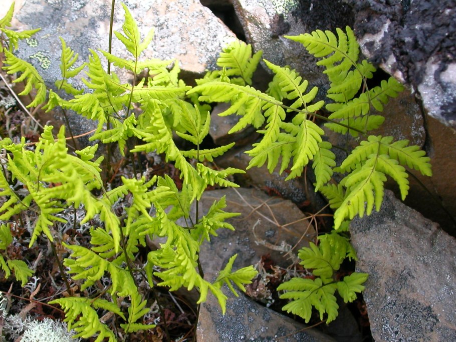 Rhizomatopteris sudetica