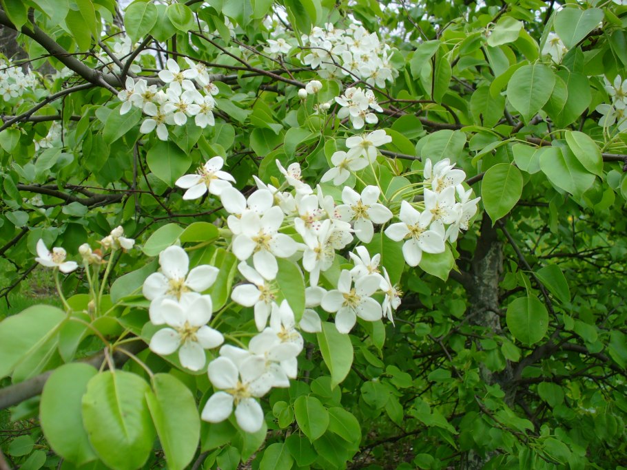 Груша семейство Розоцветные