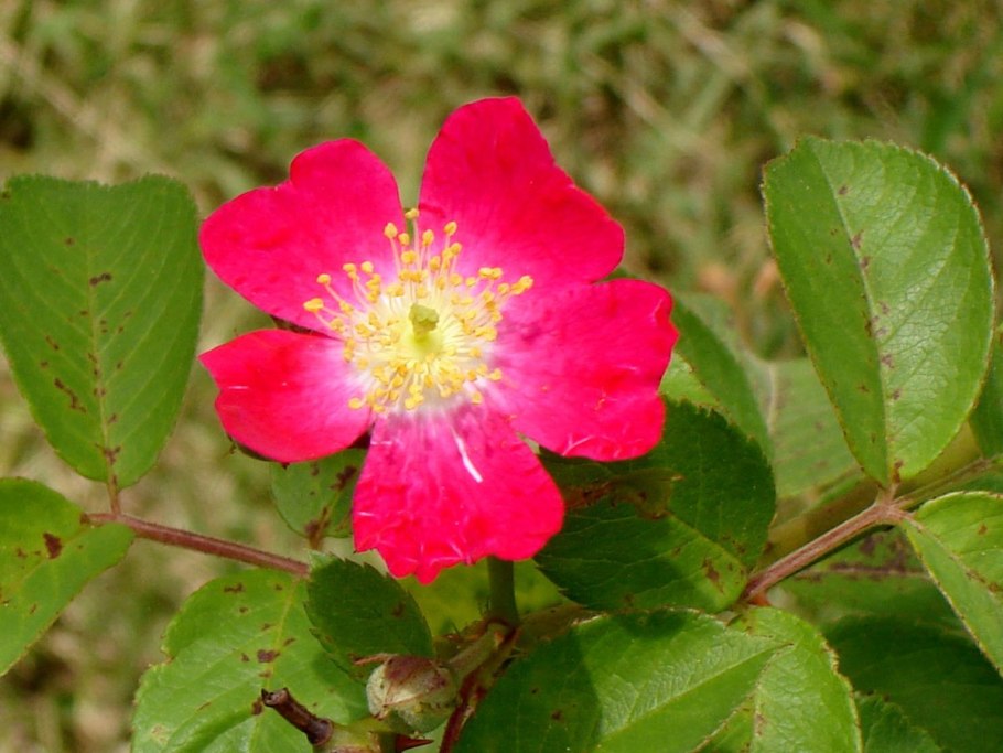 Смолка (Viscaria oculata l.)