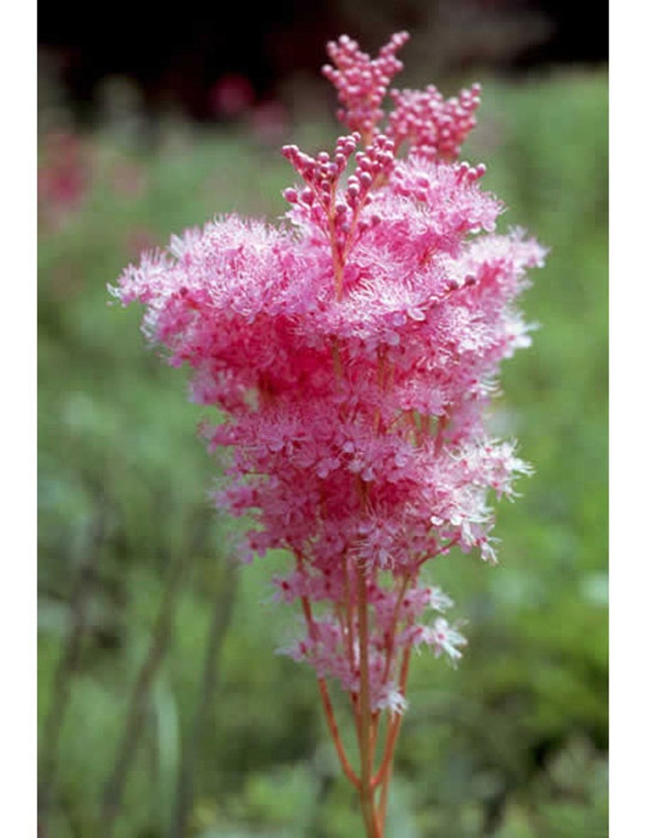 Филипендула розовая