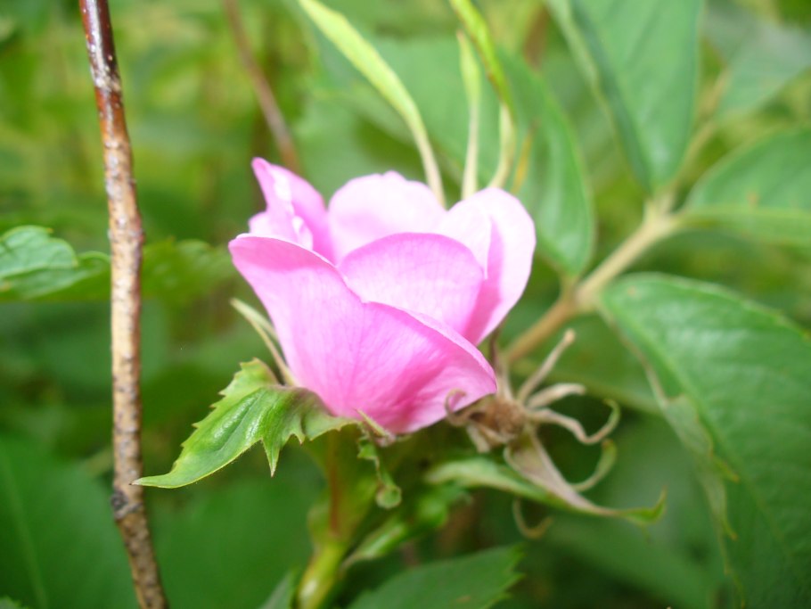 Rosaceae Розоцветные