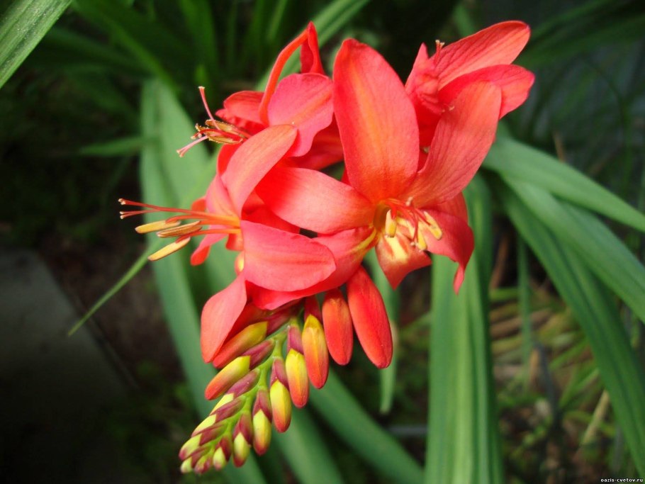 Смилацина (Smilacina) racemosa