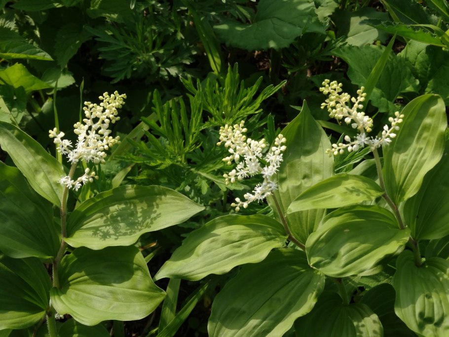 Купена (Polygonatum)