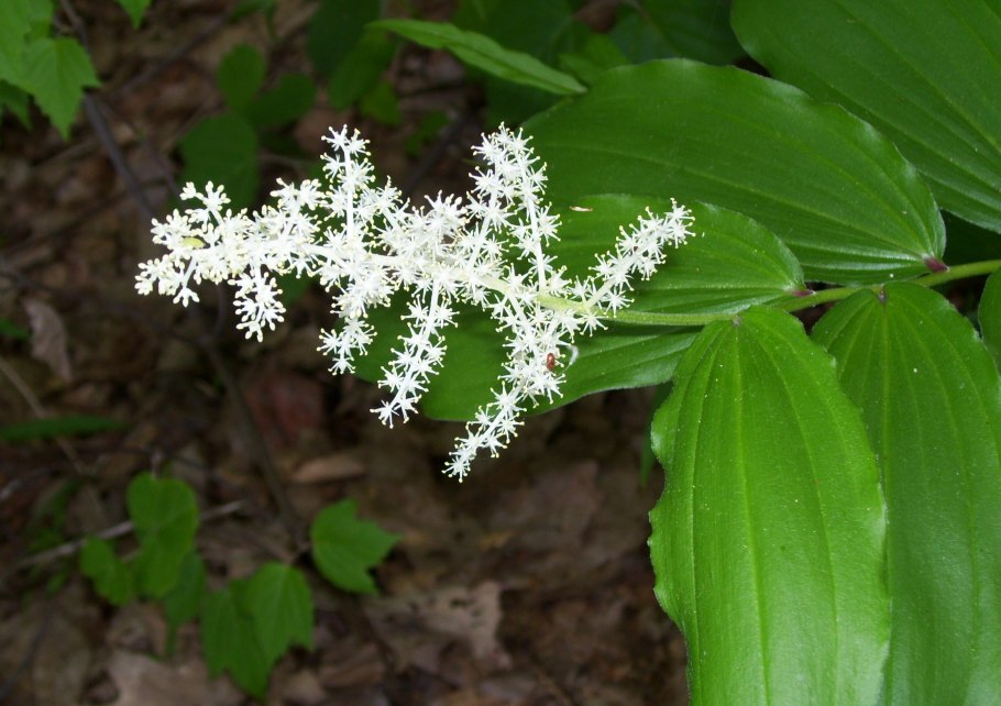 Смилацина звездчатая