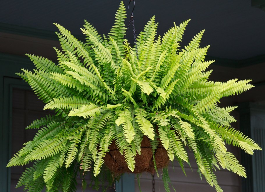 Клузия (Clusia)