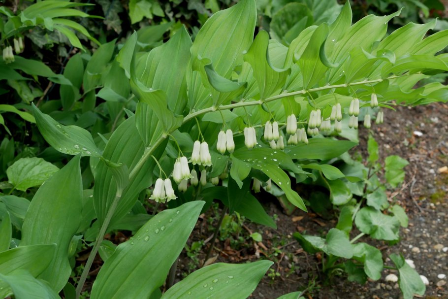 Купена polygonatum