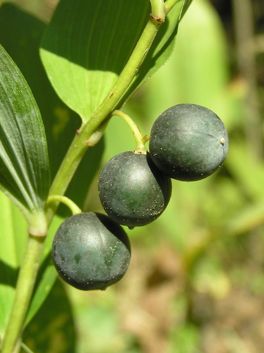 Садовый Ландыш купена