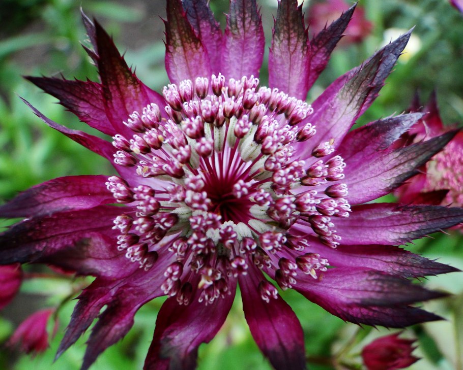 Астранция крупная (Astrantia Major)