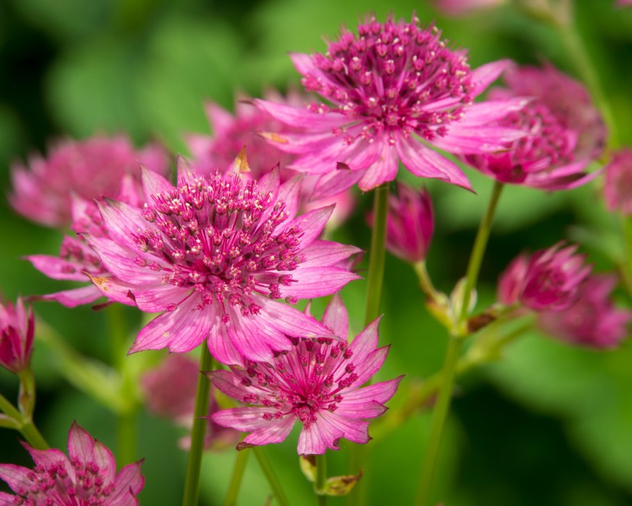 Астранция крупная ROMA