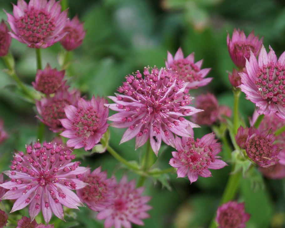 Astrantia Major 'ROMA'