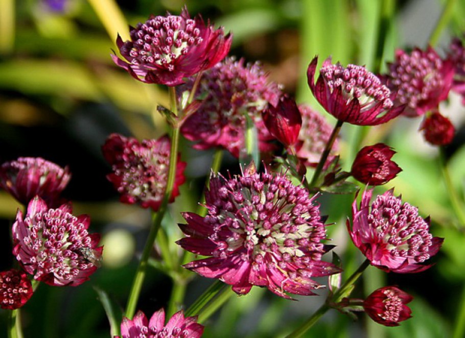 Астранция Astrantia Major Moulin rouge