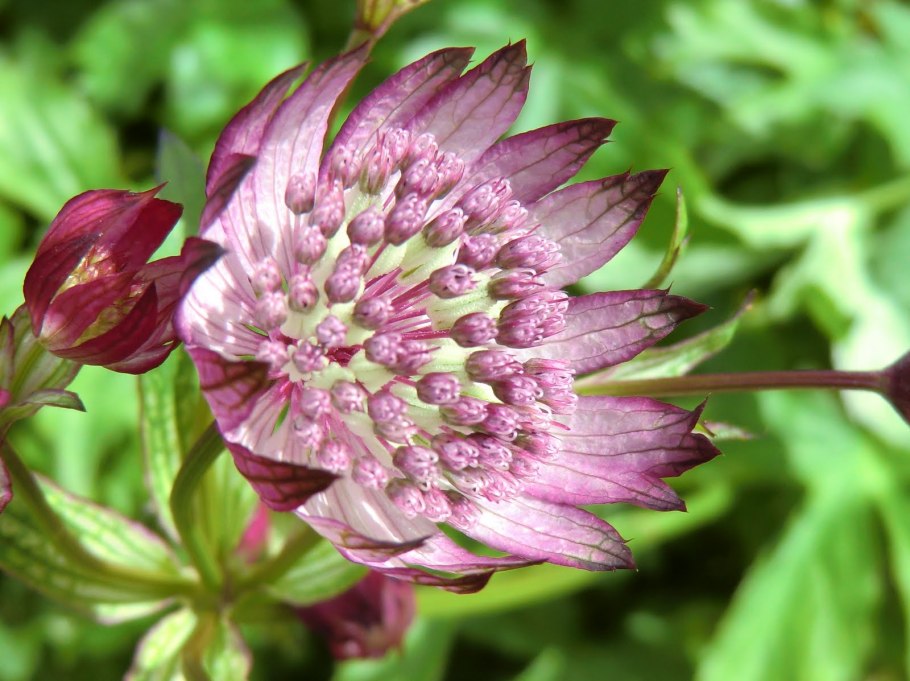 Astrantia major