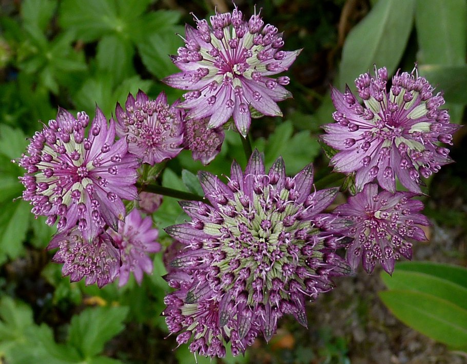 Astrantia Астранция Major rosea