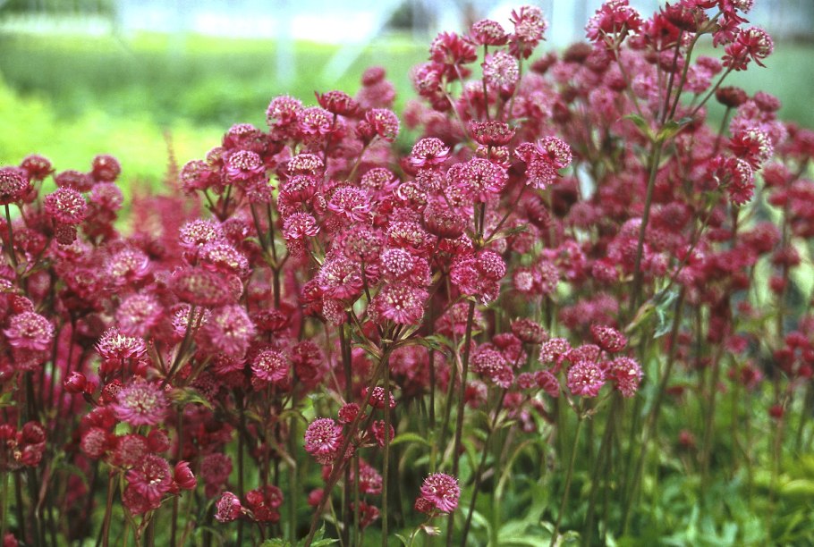 Астранция крупная (Astrantia Major)