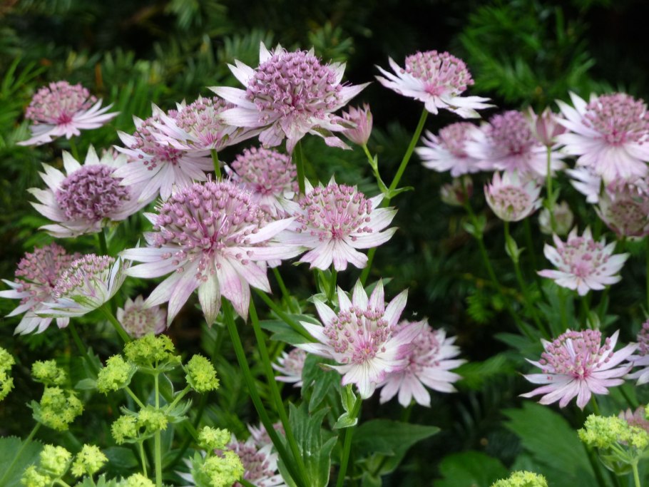 Astrantia Major Alba