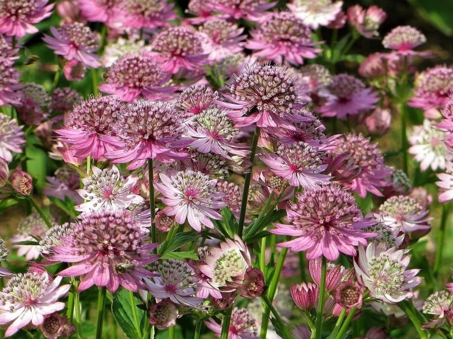 Астранция Astrantia Major Claret