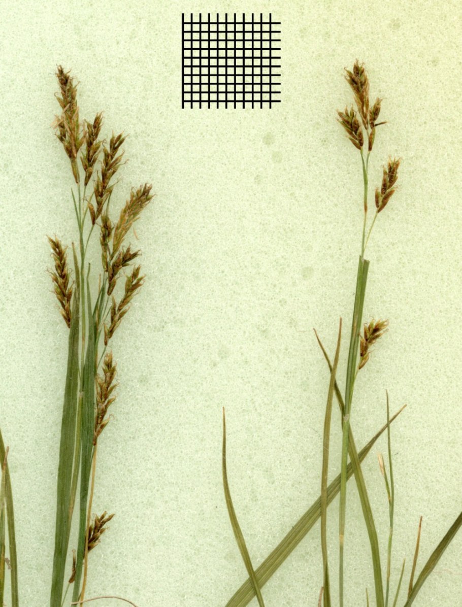 Осока Болотная