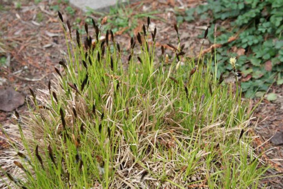 Осока горная carex montana