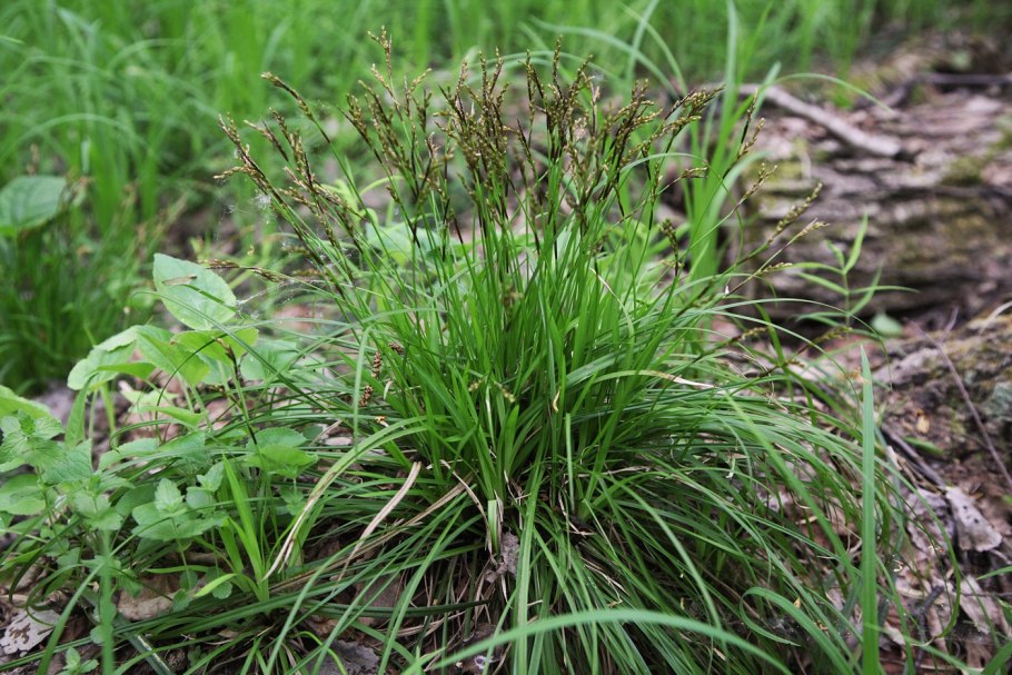 Осока Дэвелла (Carex davalliana)