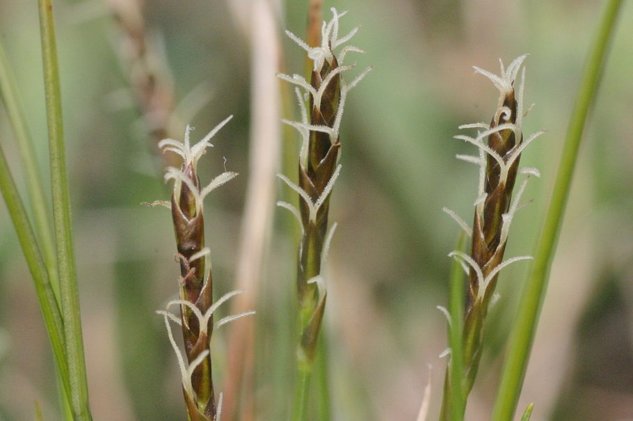 Осока дэвелла