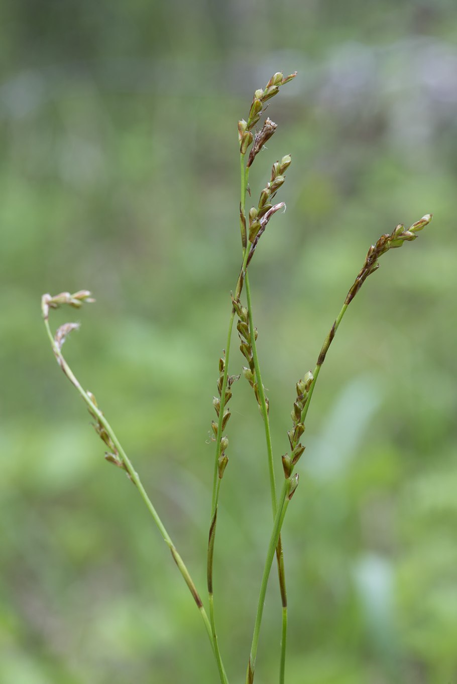 Carex praecox