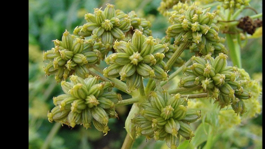 Критмум морской (Crithmum maritimum)