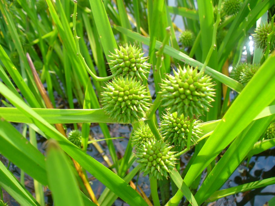 Ежеголовник (sparganium)