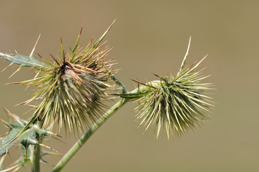 Клузия вариегатная