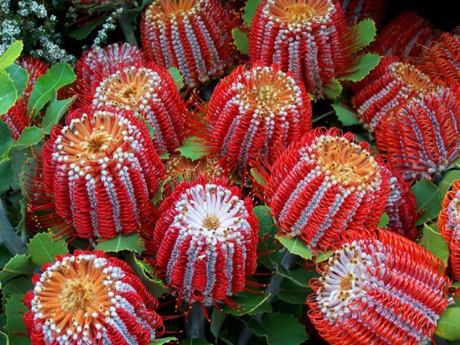 Банксия (Banksia)