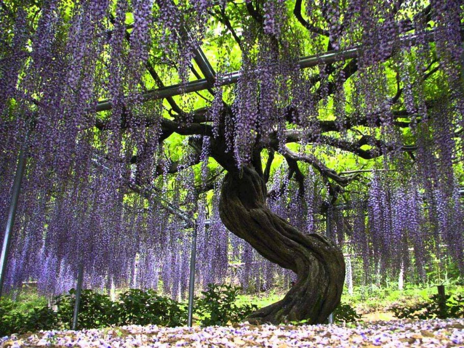 Парк цветов Асикага в Японии