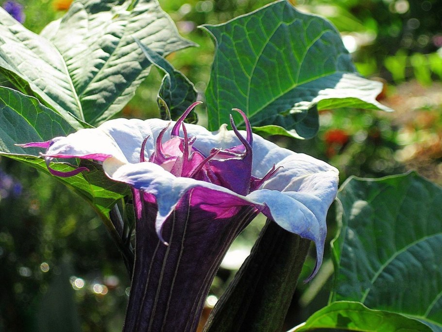 Самый страшный цветок в мире