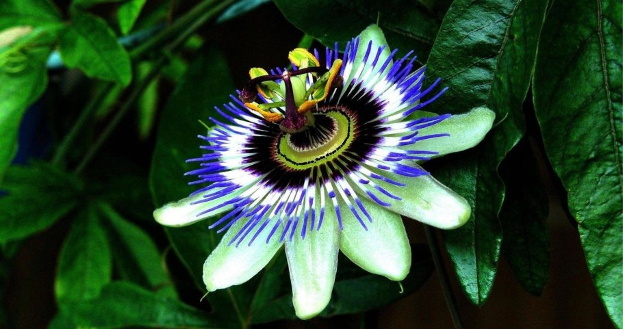 Пассифлора голубая Лиана