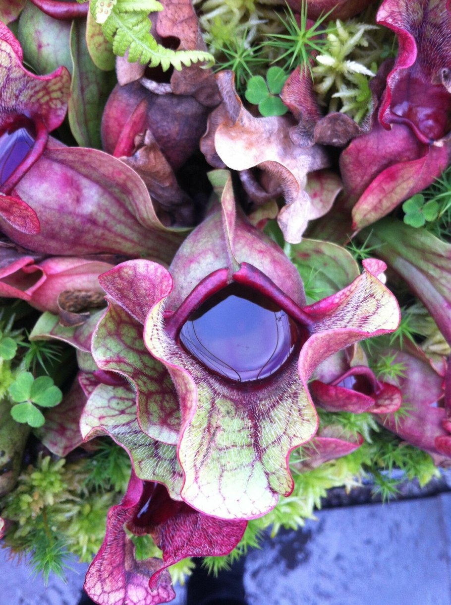 Диковинные растения мира