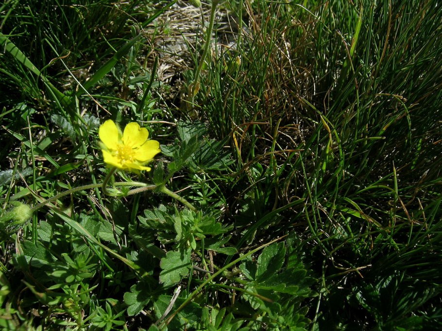 Лапчатка многонадрезная