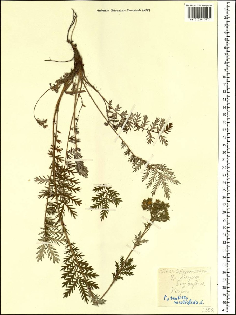 Лапчатка лежачая фото