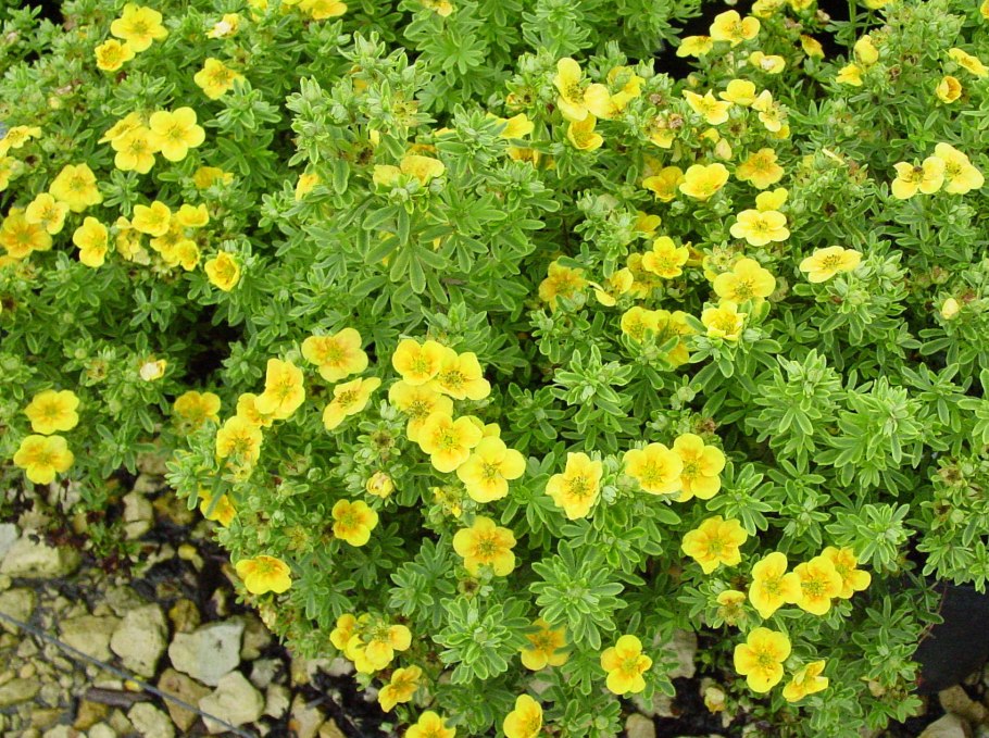 Лапчатка белла сол