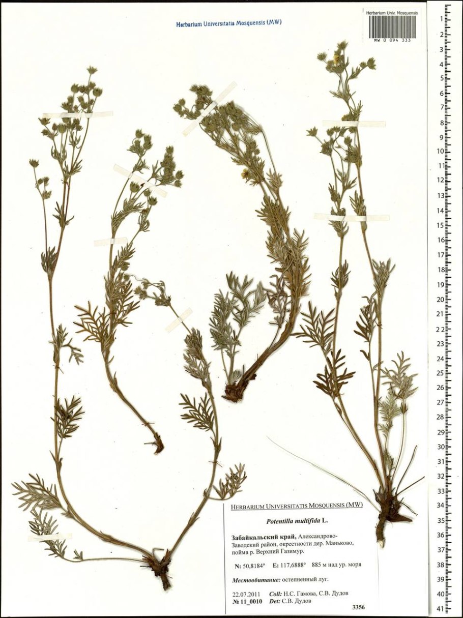 Лапчатка многонадрезанная лист