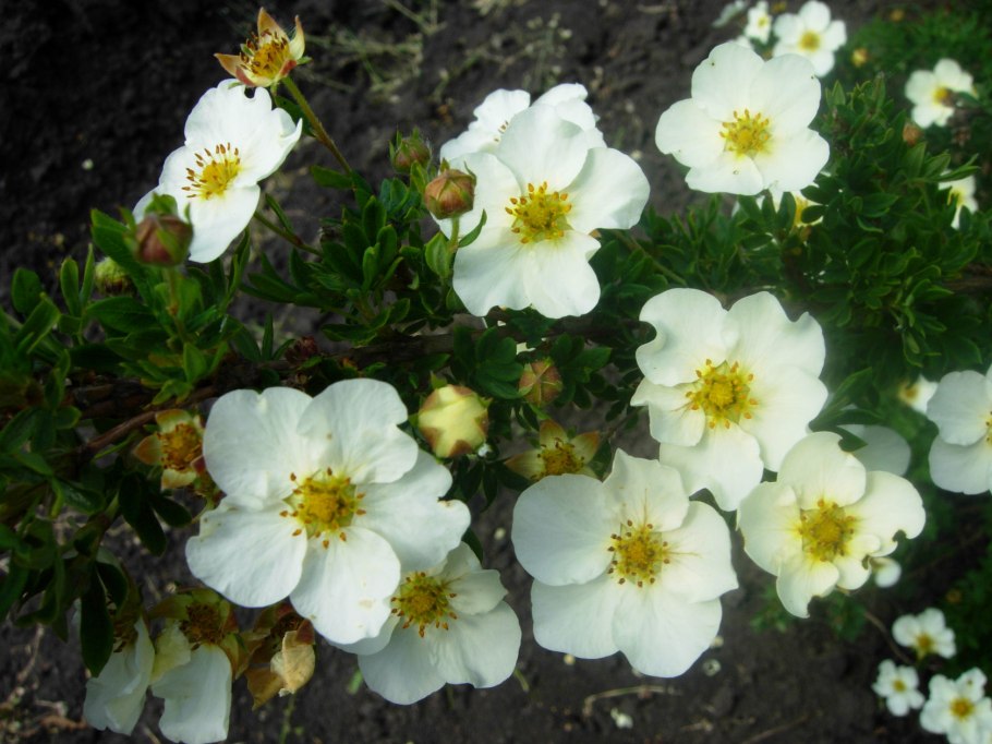 Лапчатка претти полли